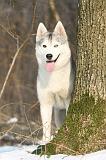 SIBERIAN HUSKY 164